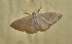 Idaea distinctaria