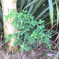 Solanum chenopodioides