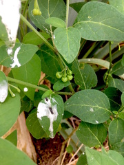 Solanum chenopodioides
