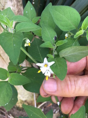 Solanum chenopodioides