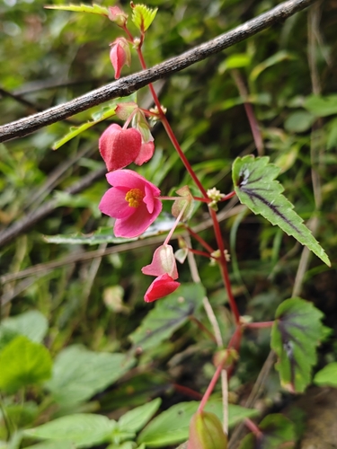 Hollyhock Begonia (Begonia gracilis)
