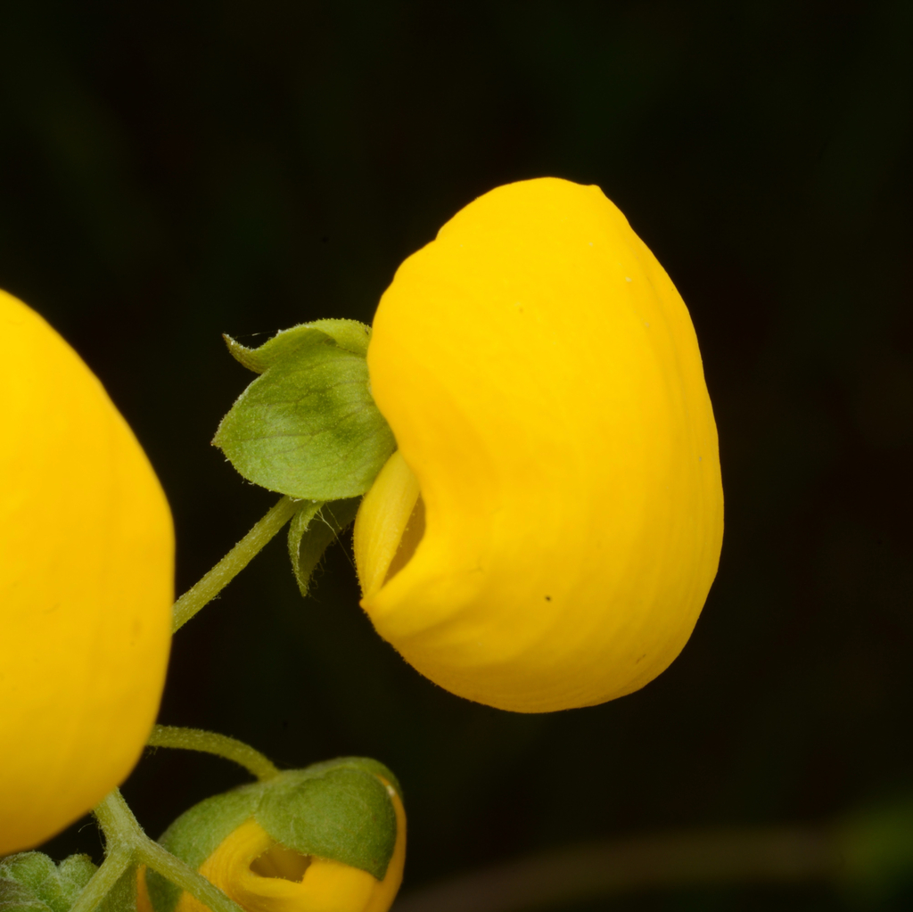 Calceolaria