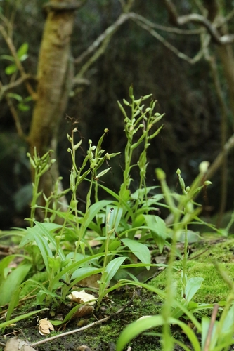 Red-Lipped Habenaria (Habenaria rhodocheila)