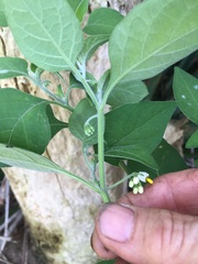 Solanum chenopodioides