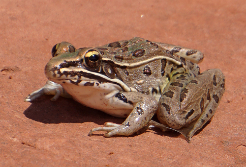 Plains Leopard Frog