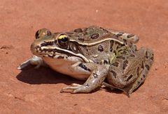 Plains Leopard Frog photo 2