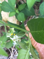 Solanum chenopodioides
