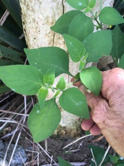 Solanum chenopodioides