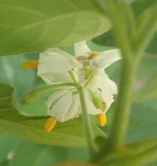 Solanum chenopodioides
