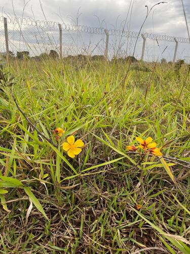 Cochlospermum regium, photograph 2