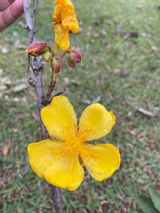 Cochlospermum regium