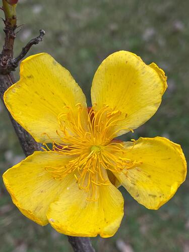 Cochlospermum regium, photograph 3