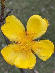 (c) bruno_san1409, some rights reserved (CC BY-SA) Cochlospermum regium, photograph (c) bruno_san1409, some rights reserved (CC BY-SA)