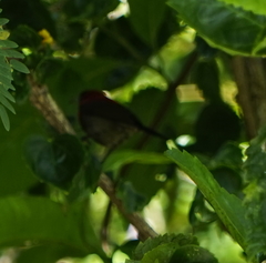 Aethopyga temminckii