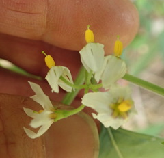Solanum chenopodioides