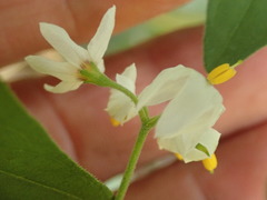 Solanum chenopodioides