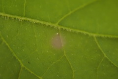 Solanum chenopodioides