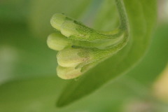 Solanum chenopodioides