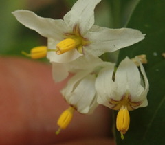 Solanum chenopodioides