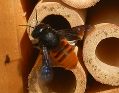 Megachile ustulata
