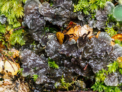 Peltigera dolichorhiza