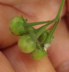 Solanum chenopodioides