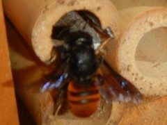 Megachile ustulata