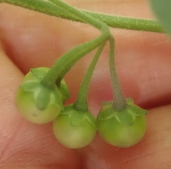 Solanum chenopodioides