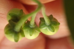 Solanum chenopodioides