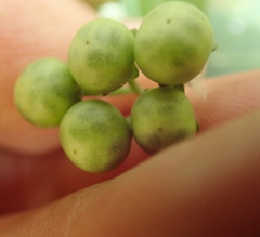 Solanum chenopodioides