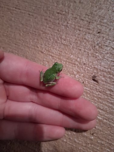 Gray Treefrog Species Complex photographed in Wisconsin