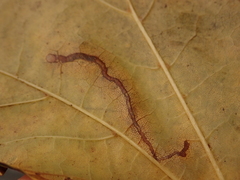 Stigmella aceris
