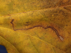 Stigmella aceris