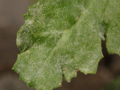 Golovinomyces fischeri