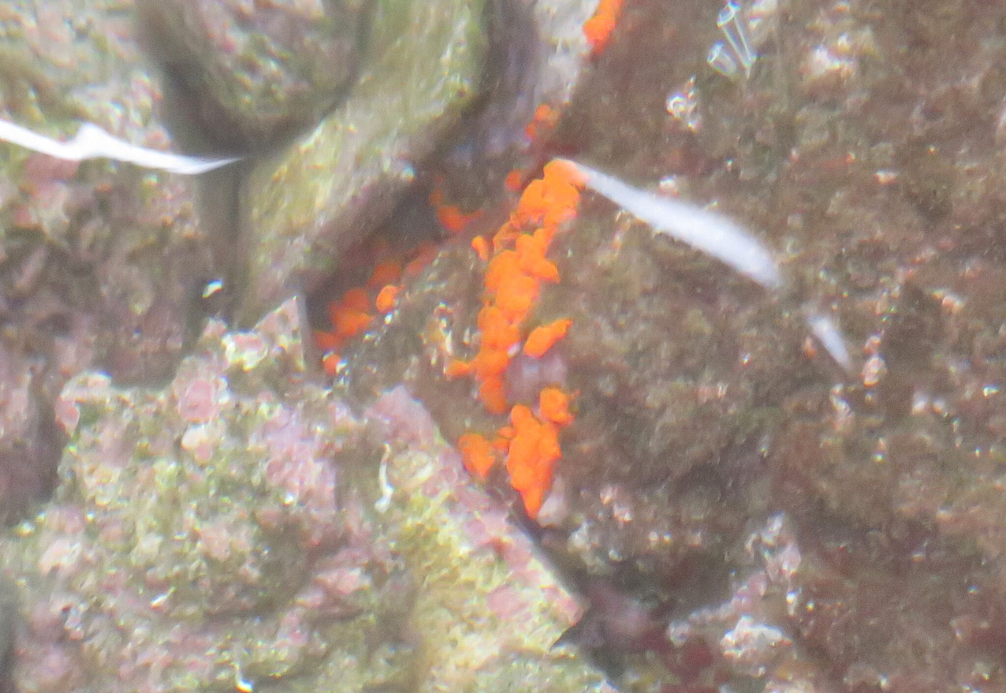 Distaplia corolla Monniot F., 1974
