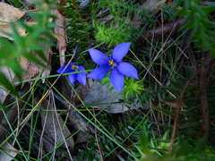Cheiranthera alternifolia