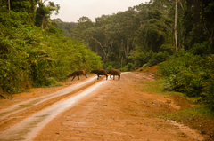 Syncerus caffer nanus