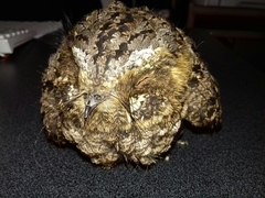 Antrostomus arizonae