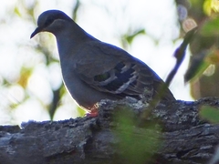 Phaps elegans