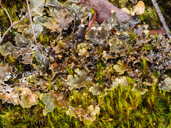 Peltigera dolichorhiza