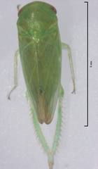Batracomorphus adventitiosus
