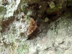 Xanthorhoe rupicola