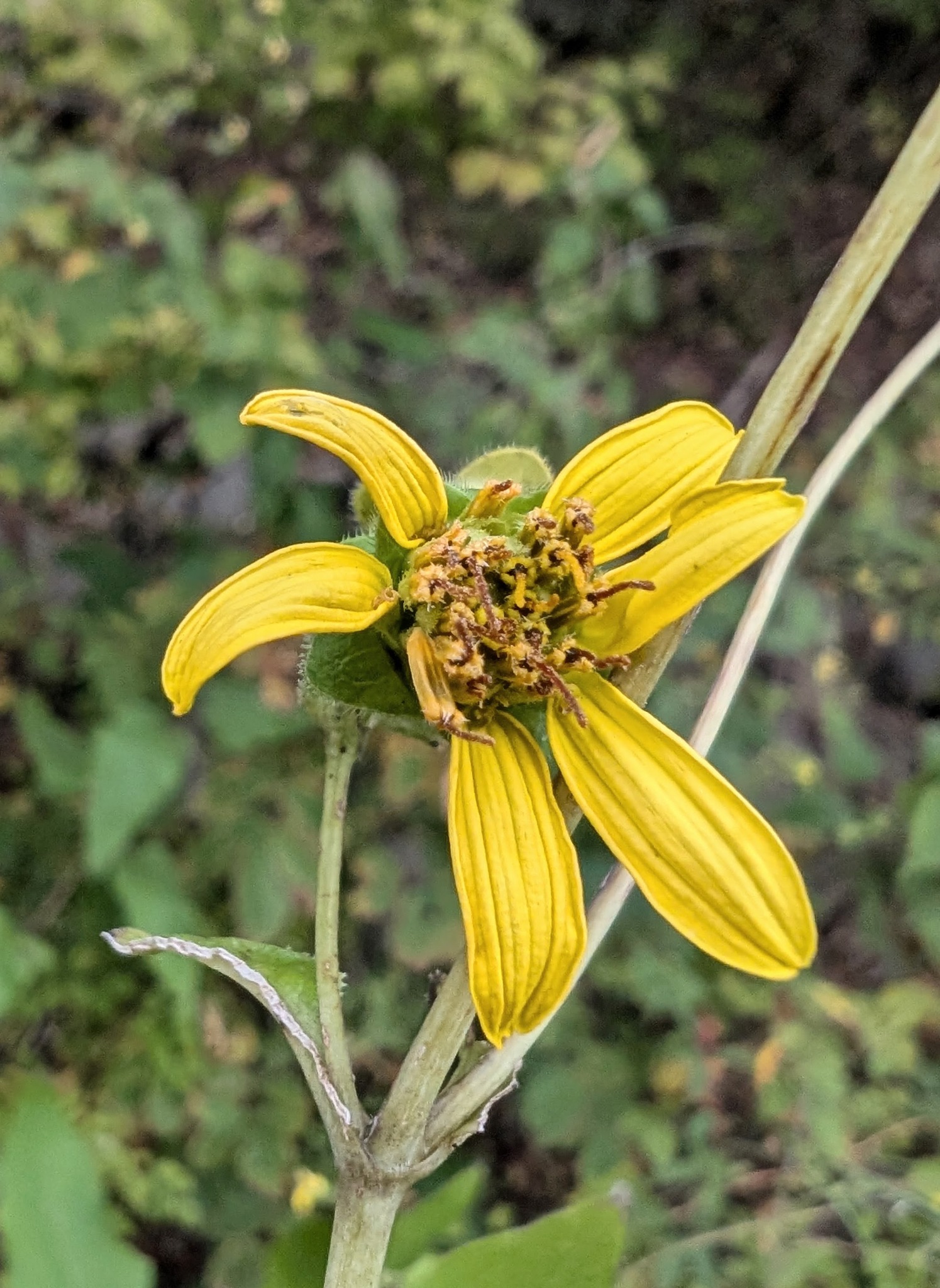 Cumberland Rosinweed (Silphium brachiatum)