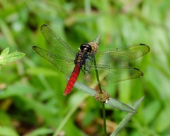 Lyriothemis cleis