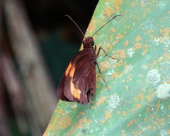 Ancistroides armatus