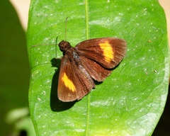 Koruthaialos rubecula