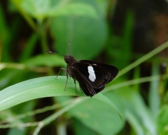 Notocrypta paralysos varians