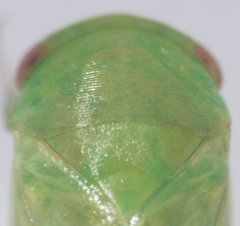 Batracomorphus adventitiosus