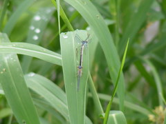 Pseudagrion sublacteum