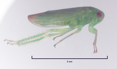 Batracomorphus adventitiosus